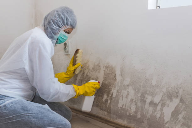 Best Emergency Mold Removal  in Ventnor City, NJ