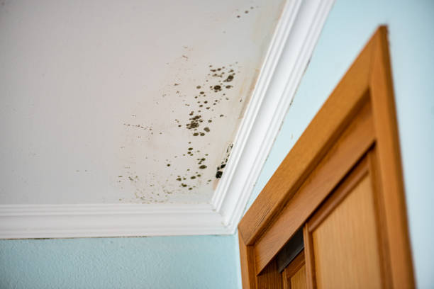 Best Residential Mold Removal  in Ventnor City, NJ