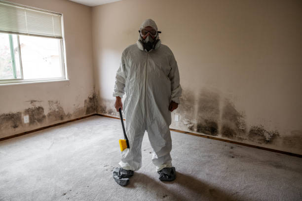 Attic Mold Removal in Ventnor City, NJ