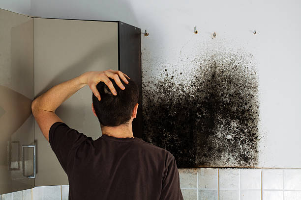 Best Office Mold Removal Services  in Ventnor City, NJ